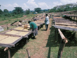 Drying Coffee, Kaffa, Ethiopia, Africa