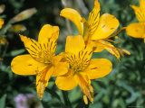Buy Alstroemeria Aurea Flowers in July, Devon, England, United Kingdom at AllPosters.com