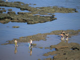 Buy Rock Pools, Sidmouth, Devon, England, United Kingdom at AllPosters.com