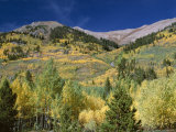 Buy Aspen Trees, Independence Pass, Colorado, USA at AllPosters.com