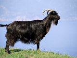 Mountain Goat, Corsica, France