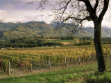 Vineyards Near Chambery, Savoie, Rhone Alpes, France
