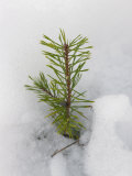 Buy New Fir Tree Sapling Breaks Through Snow in Spring Thaw, Finland, Scandinavia at AllPosters.com