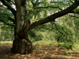 Buy The New Forest, Hampshire, England, United Kingdom at AllPosters.com