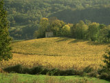 Vineyards in Autumn, Near Arbois, Jura, Franche Comte, France