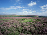 Buy Heather on the Moors, North Yorkshire, England, United Kingdom at AllPosters.com