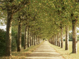 Buy Country Road Near Macon, Burgundy, France at AllPosters.com