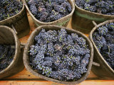 Harvested Grapes, St. Joseph, Ardeche, Rhone Alpes, France