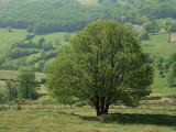 Buy Tree and Meadow, Burgundy, France at AllPosters.com