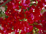Buy Close-Up of Pink Bougainvillea Flowers, Andalucia, Spain at AllPosters.com