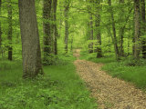 Buy Forest of Chambord, Loir Et Cher, Loire Centre, France at AllPosters.com