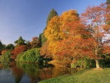 Buy Acer Trees in Autumn, Sheffield Park, Sussex, England, United Kingdom at AllPosters.com