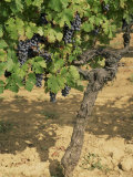 Buy Cabernet Sauvignon Grapes, Aquitaine, France at AllPosters.com