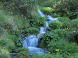 Buy Marsh Marigolds (Caltha Palustris) by Mountain Stream, Obac d'Incles, Soldeu, Andorra at AllPosters.com