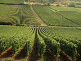 Vineyards Near Lugny, Burgundy (Bourgogne), France