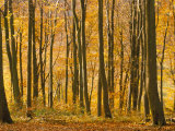 Buy Beech Trees in Autumn, Queen Elizabeth Country Park, Hampshire, England, United Kingdom at AllPosters.com