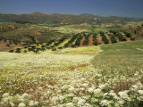 Landscape Near Velez Malaga, Andalucia, Spain