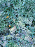 Buy Grasses, Mosses and Fungi Edged with Frost, Growing Between Heather Plants on Heathland, Surrey at AllPosters.com