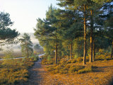 Buy Scots Pine Trees Just after Sunrise in Autumn, Frensham Little Pond, Frensham Common, Surrey at AllPosters.com