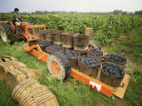 Harvesting Grapes, St. Joseph, Ardeche, Rhone Alpes, France
