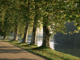 Buy Plane Trees Beside the River Saone Near Macon, Saone Et Loire, Burgundy, France at AllPosters.com