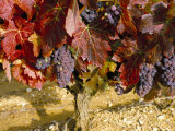 Buy Close-Up of Grenache Grapes, Provence, France at AllPosters.com