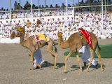 Camel Racing, Mudaibi Region, Sultanate of Oman, Middle East