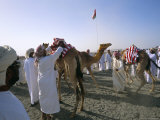 Camel Racing, Mudaibi Region, Sultanate of Oman, Middle East