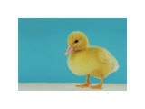 Duckling