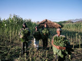 Harvesting Tobacco, Santiago Region, Dominican Republic, Hispaniola, West Indies, Central America