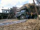 Buy Men on the Guainamaro Sugar Plantation, Valley De Los Ingenios, Sancti Spiritus Region, Cuba at AllPosters.com