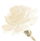 Carnation I