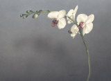 Buy Orchid II at AllPosters.com