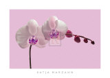 Buy Orchid Radiance II at AllPosters.com