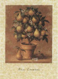 Buy Pear Tree at AllPosters.com