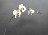 Buy Orchid I at AllPosters.com