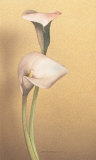 Buy Calla I at AllPosters.com