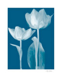 Buy Classic Tulips III at AllPosters.com