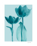Buy Classic Tulips IV at AllPosters.com