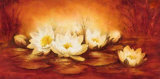 Water Lilies