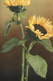 Buy Isabell's Garden II at AllPosters.com