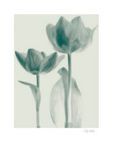 Buy Classic Tulips II at AllPosters.com