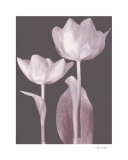 Buy Classic Tulips I at AllPosters.com