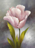 Buy White Tulip at AllPosters.com