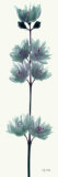 Buy White Flower at AllPosters.com