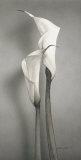 Buy Twin Callas II at AllPosters.com