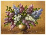 Buy Syringa at AllPosters.com