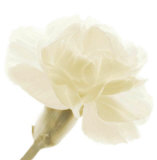 Carnation II