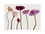 Colourful Poppies
