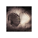 Scallops